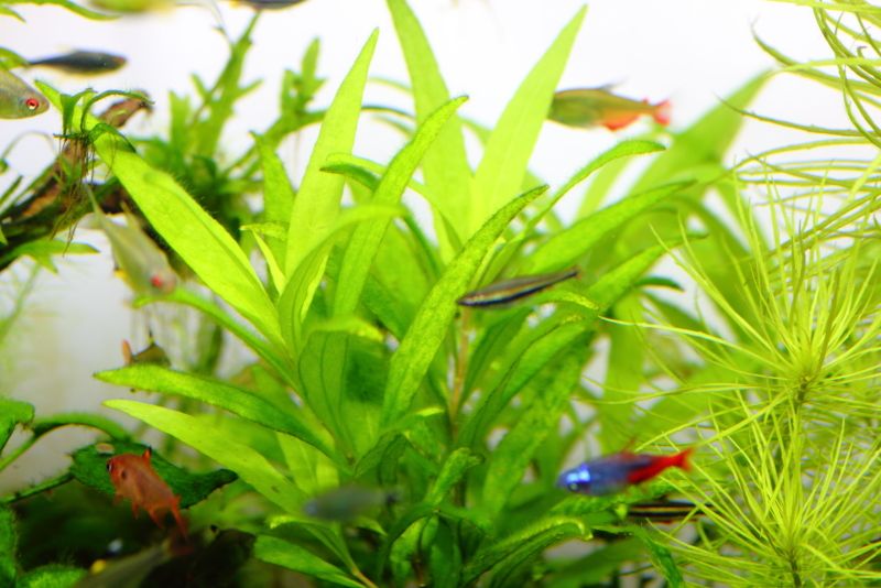植栽から52日目　ニューラージリーフハイグロ